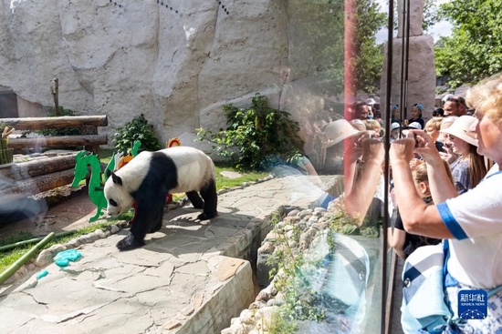 2022年7月31日，人们在俄罗斯莫斯科动物园观看中国大熊猫“如意”。新华社记者 白雪骐 摄